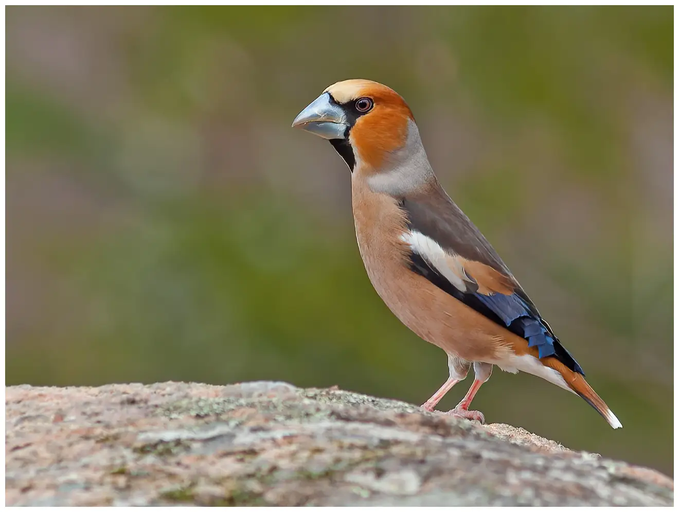 Gros-bec casse-noyaux