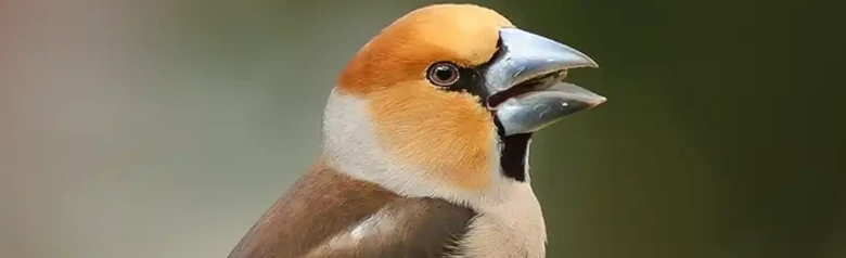 Gros-bec casse-noyaux. Assis sur une souche d'arbre. Pinson solidement construit avec un bec très fort. Plumage coloré en rouge, brun et gris.