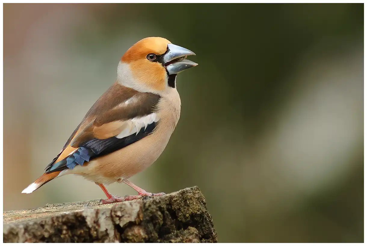 Gros-bec casse-noyaux. Assis sur une souche d'arbre. Pinson solidement construit avec un bec très fort. Plumage coloré en rouge, brun et gris.