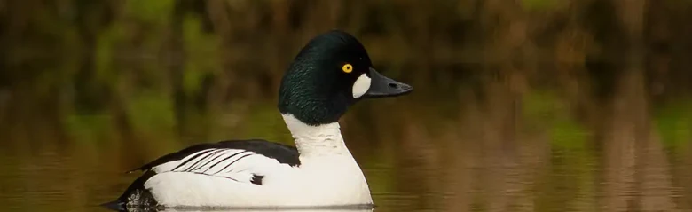 Un Garrot à œil d'or repose à la surface de l'eau. Les couleurs et les yeux jaunes de l'oiseau sont très distincts.