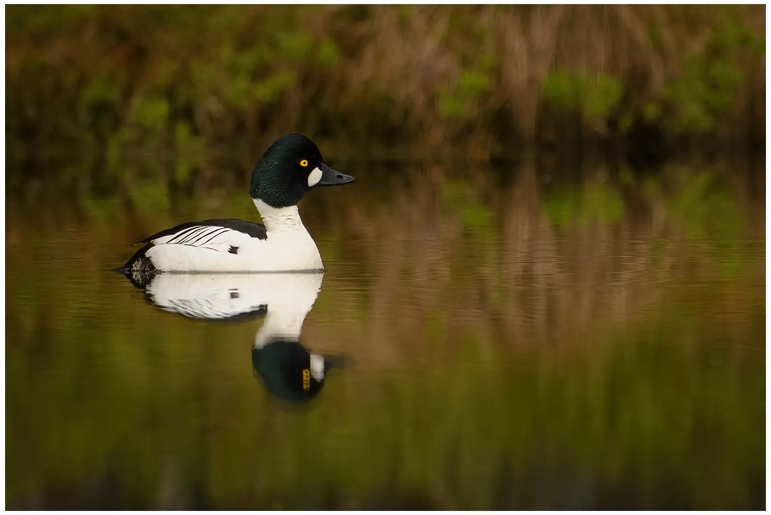 Un Garrot à œil d'or repose à la surface de l'eau. Les couleurs et les yeux jaunes de l'oiseau sont très distincts.