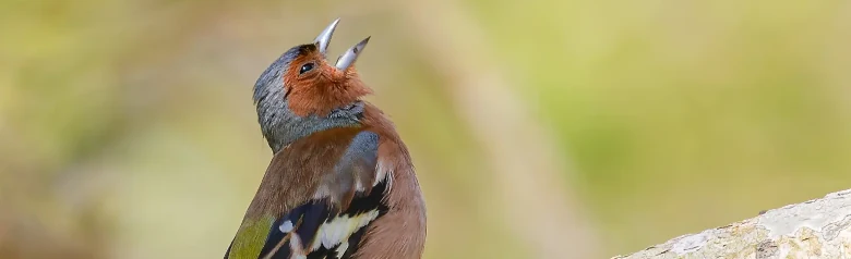 Pinson des arbres. Un pinson chante sur une branche. Corps brun-rouge, tête gris-bleu et bandes alaires blanches.