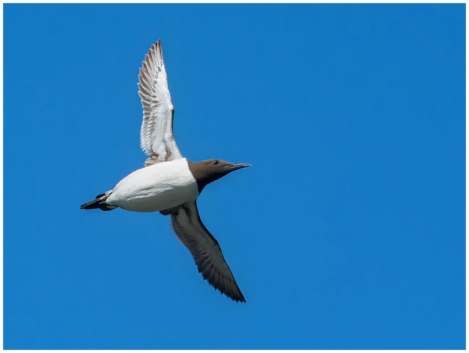Guillemot marmette