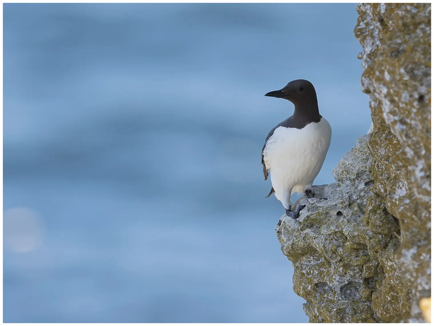 Guillemot marmette