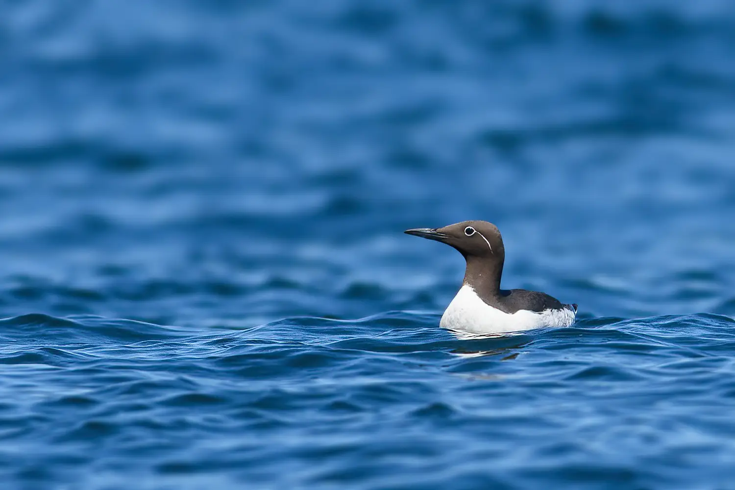 Guillemot marmette