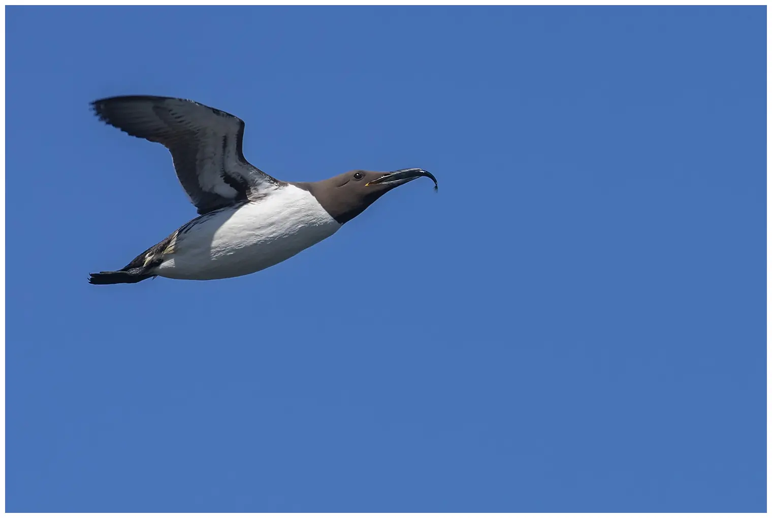 Guillemot marmette