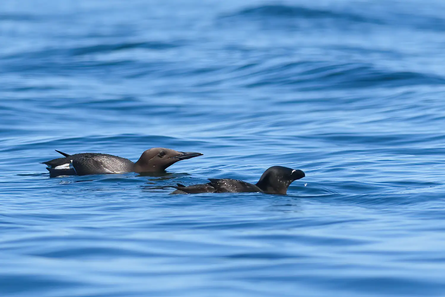 Guillemot marmette