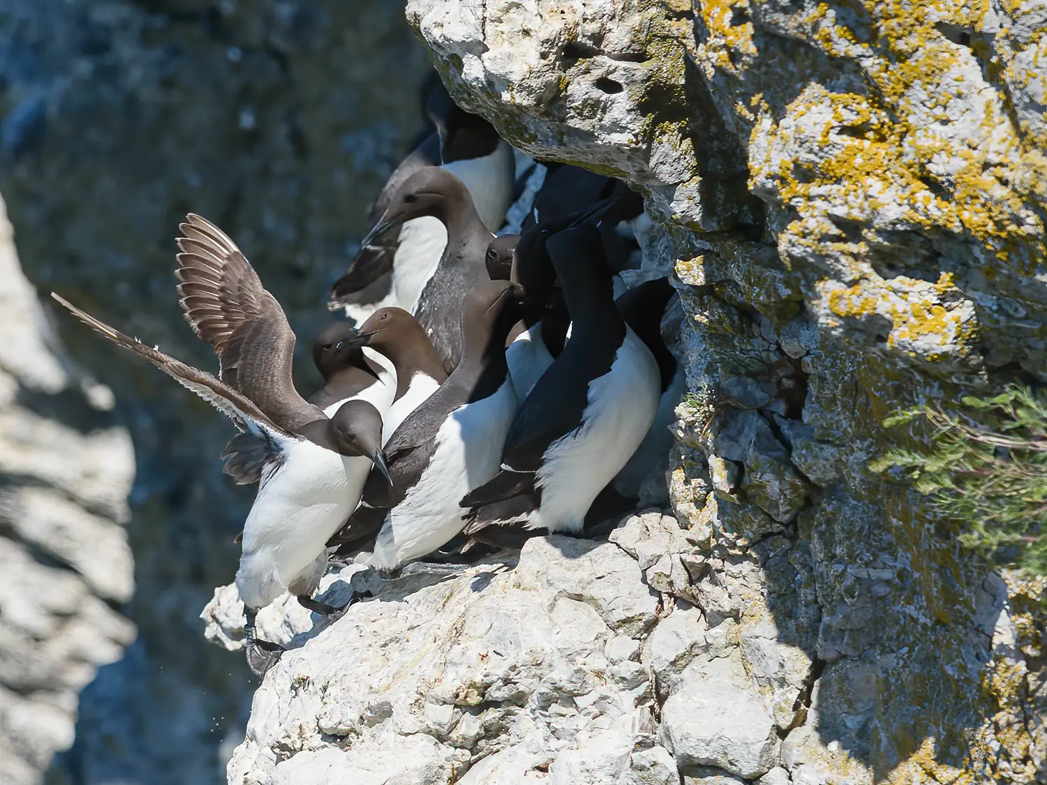 Guillemot marmette