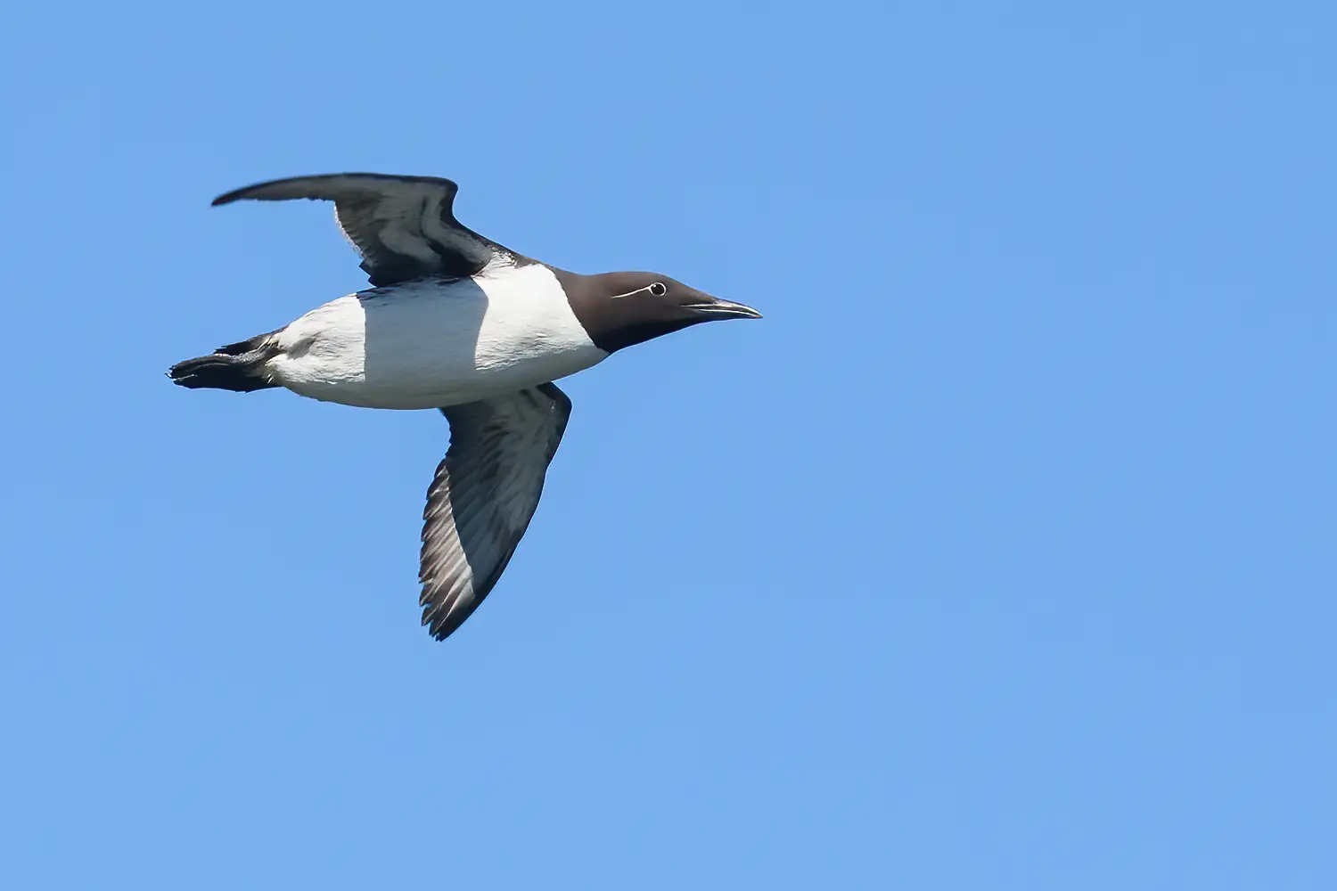 Guillemot marmette