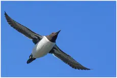 Guillemot marmette