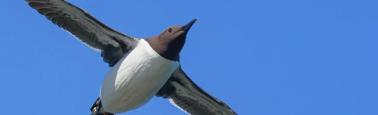 Guillemot marmette
