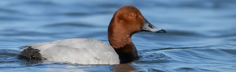 Un Fuligule milouin sur l'eau. On remarque la tête brune et l'œil rouge.