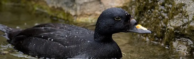 Macreuse noire dans l'eau près d'une falaise. La partie supérieure du bec est orange.