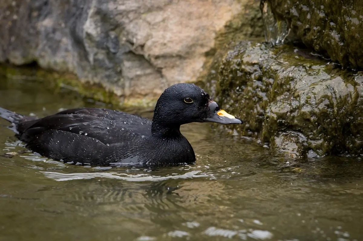 Macreuse noire dans l'eau près d'une falaise. La partie supérieure du bec est orange.