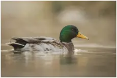 Canard colvert