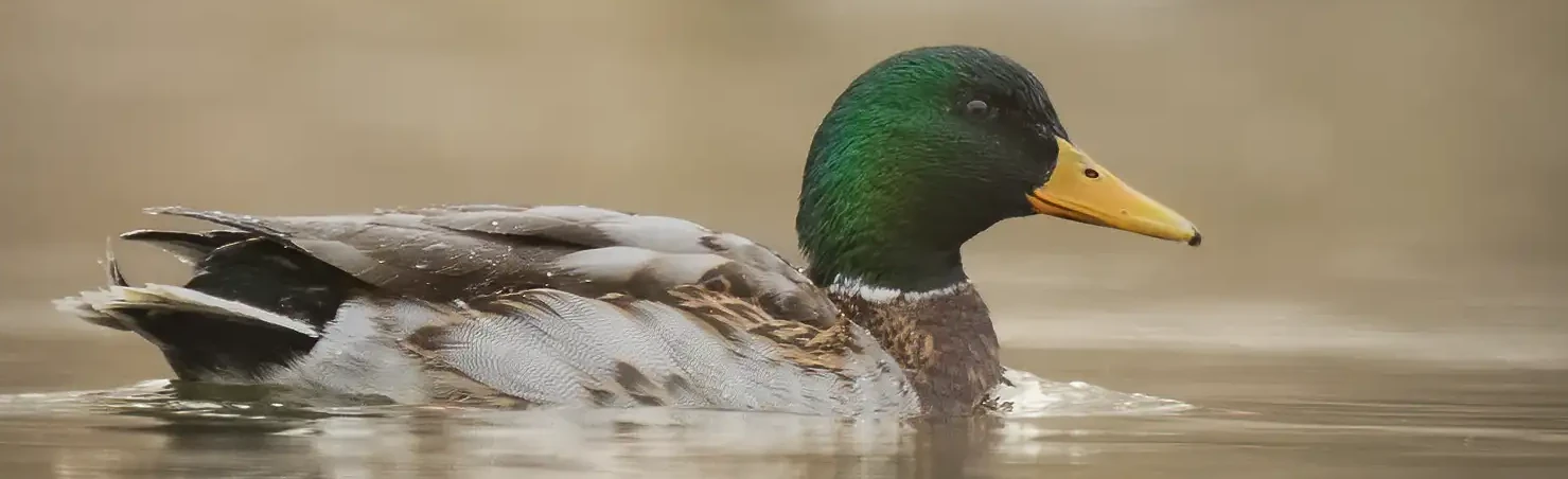 Un canard colvert est allongé sur l'eau dans la brume du matin. Sa tête est d'une belle couleur verte.