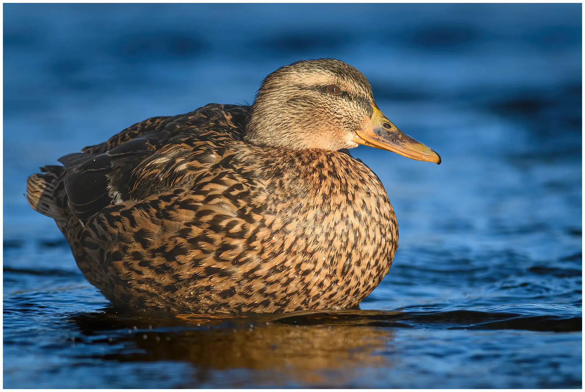 Canard colvert