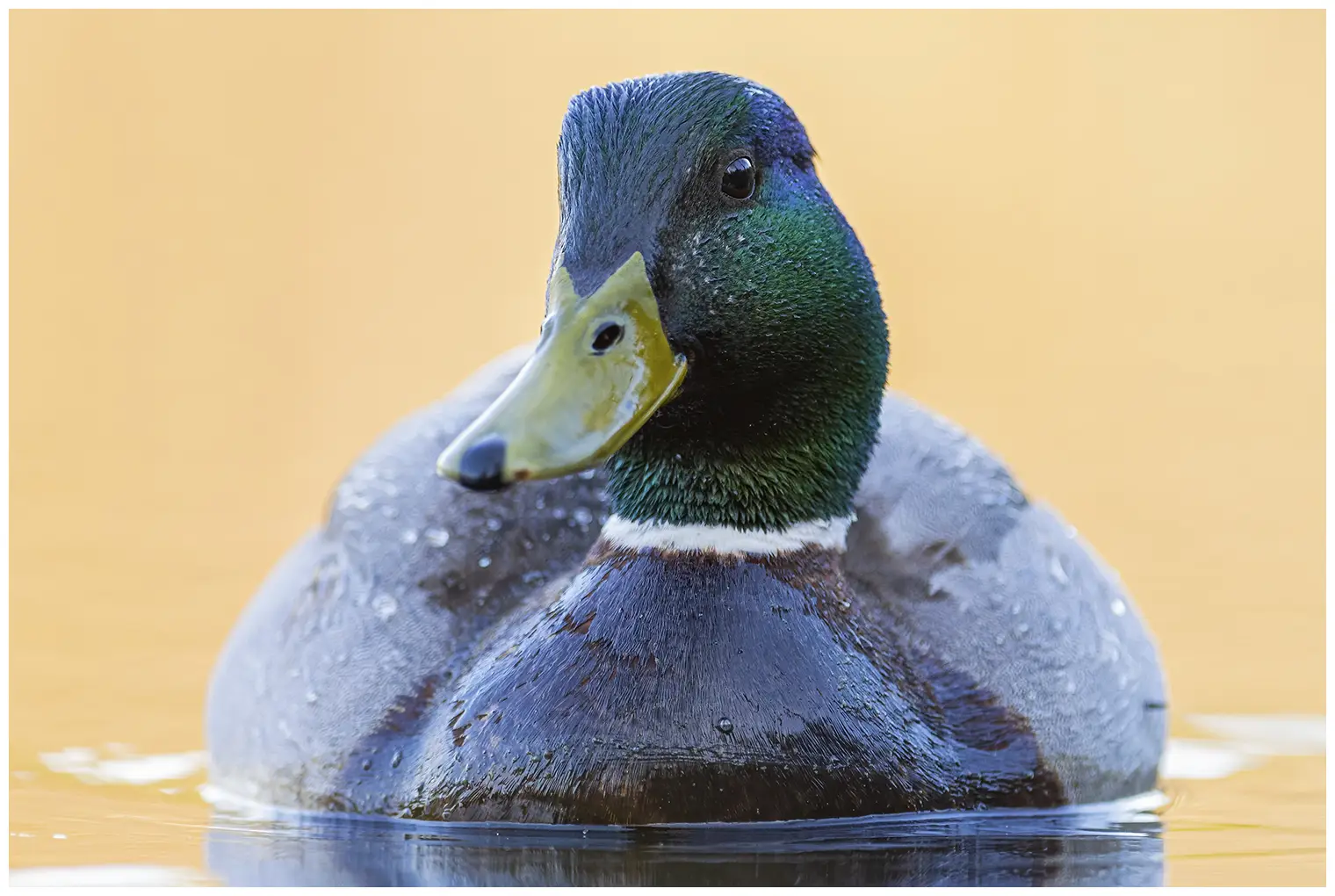 Canard colvert