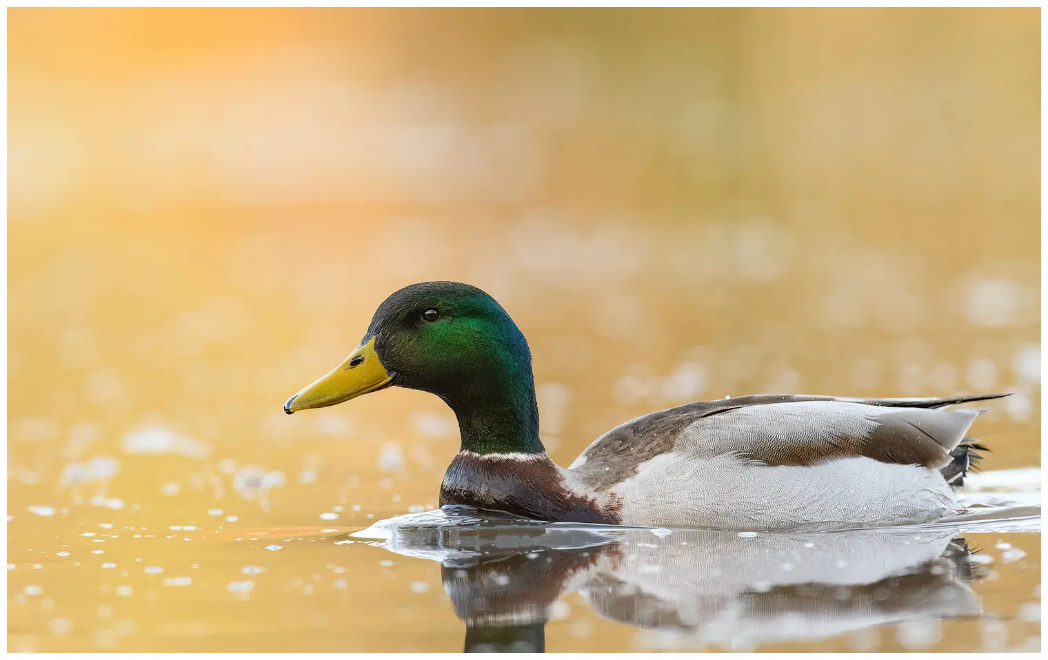 Canard colvert