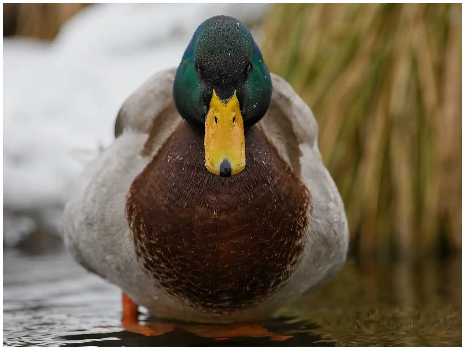 Canard colvert