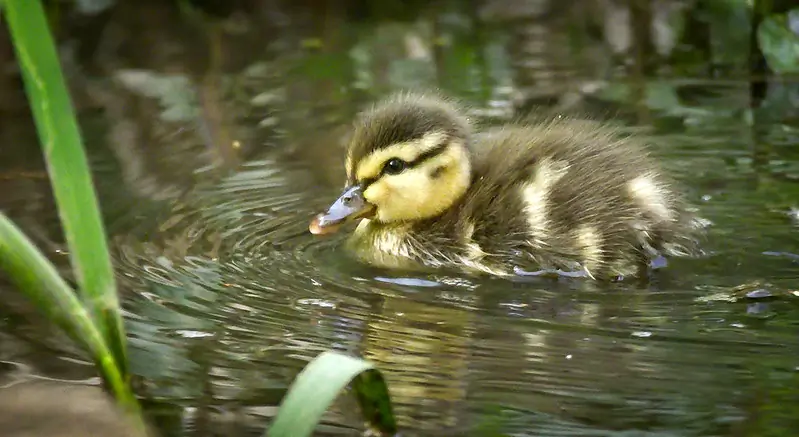 Canard colvert