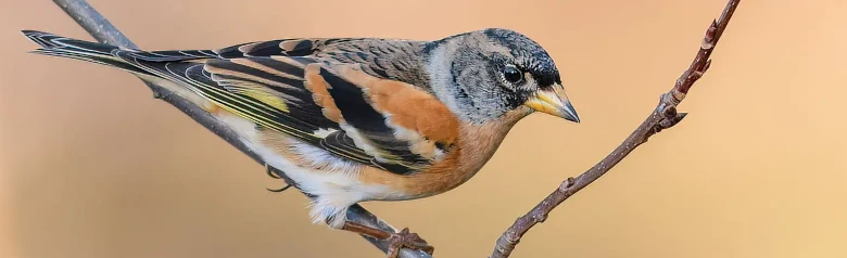 Pinson du Nord. Le plumage présente des reflets orangés. Parties supérieures blanches, bien visibles en vol.