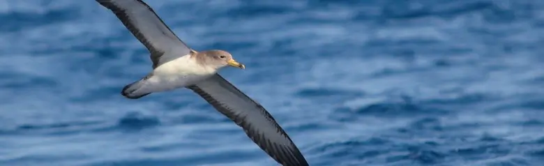 Puffin de Scopoli