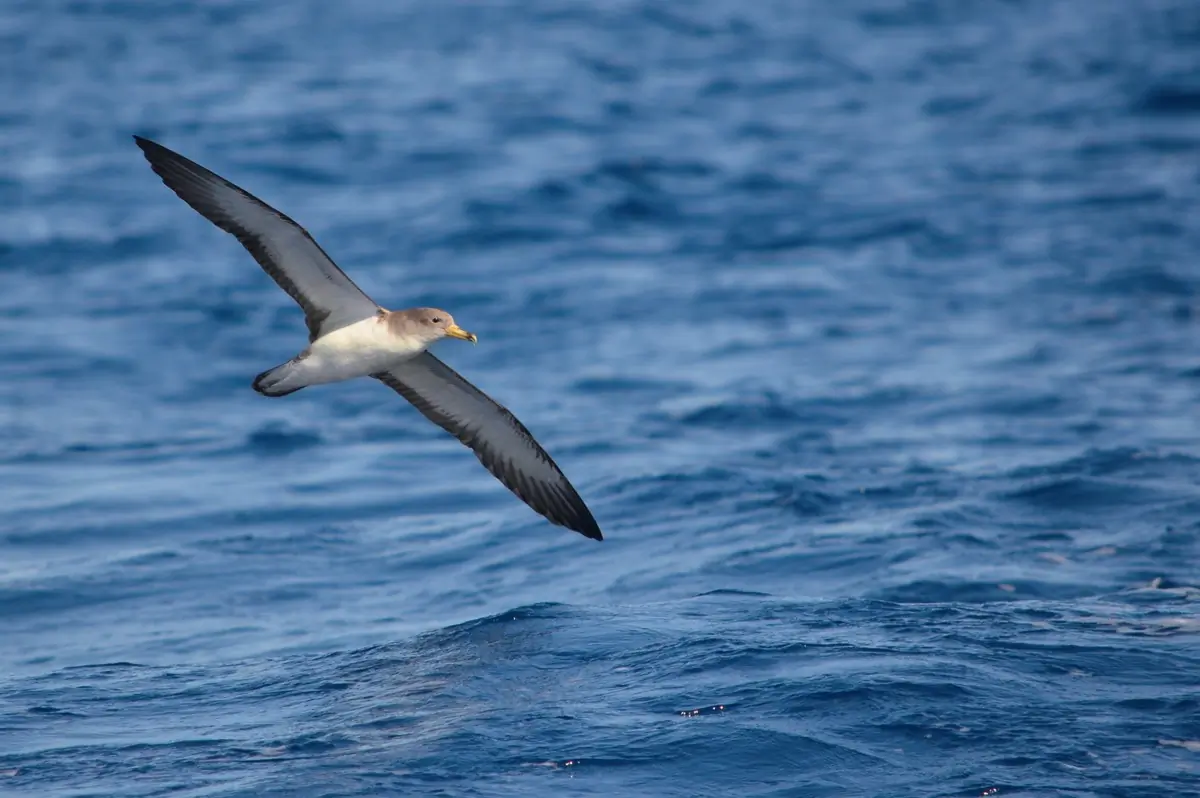 Puffin de Scopoli
