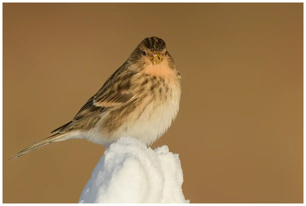Linotte à bec jaune. Assis sur un tas de neige. Brun jaunâtre et rayé sur le dos et les côtés du corps. Bec jaune en hiver.