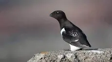 Mergule nain