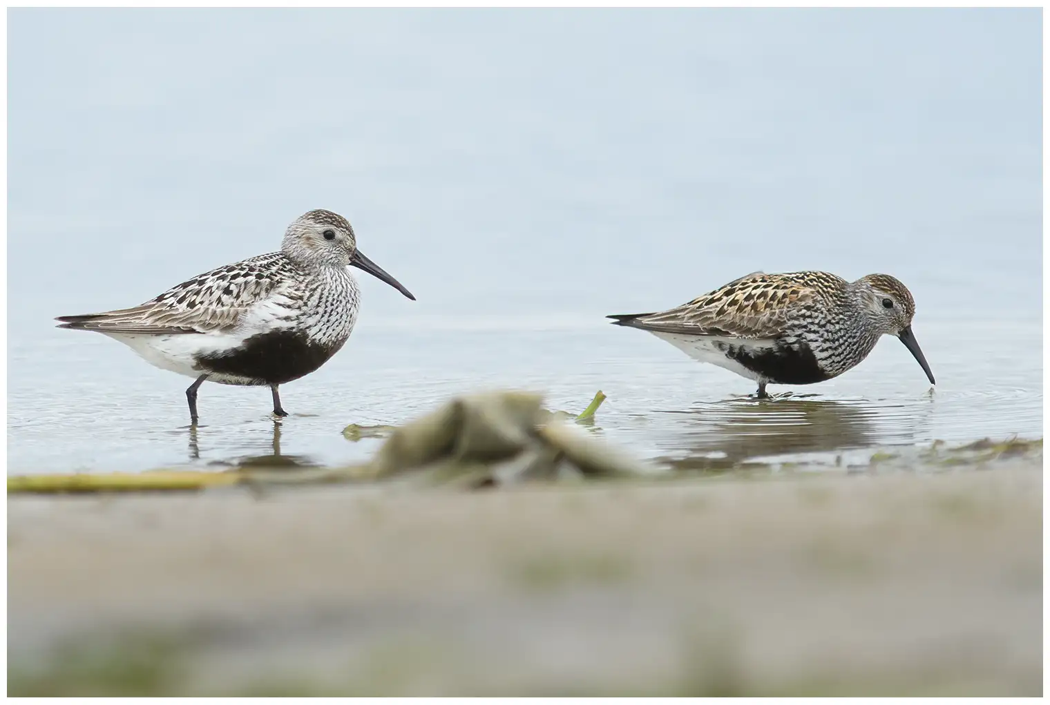 Bécasseau variable