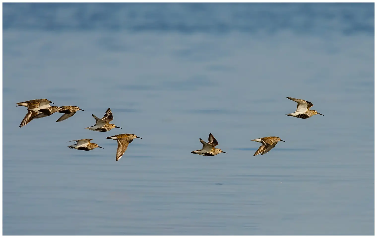 Bécasseau variable