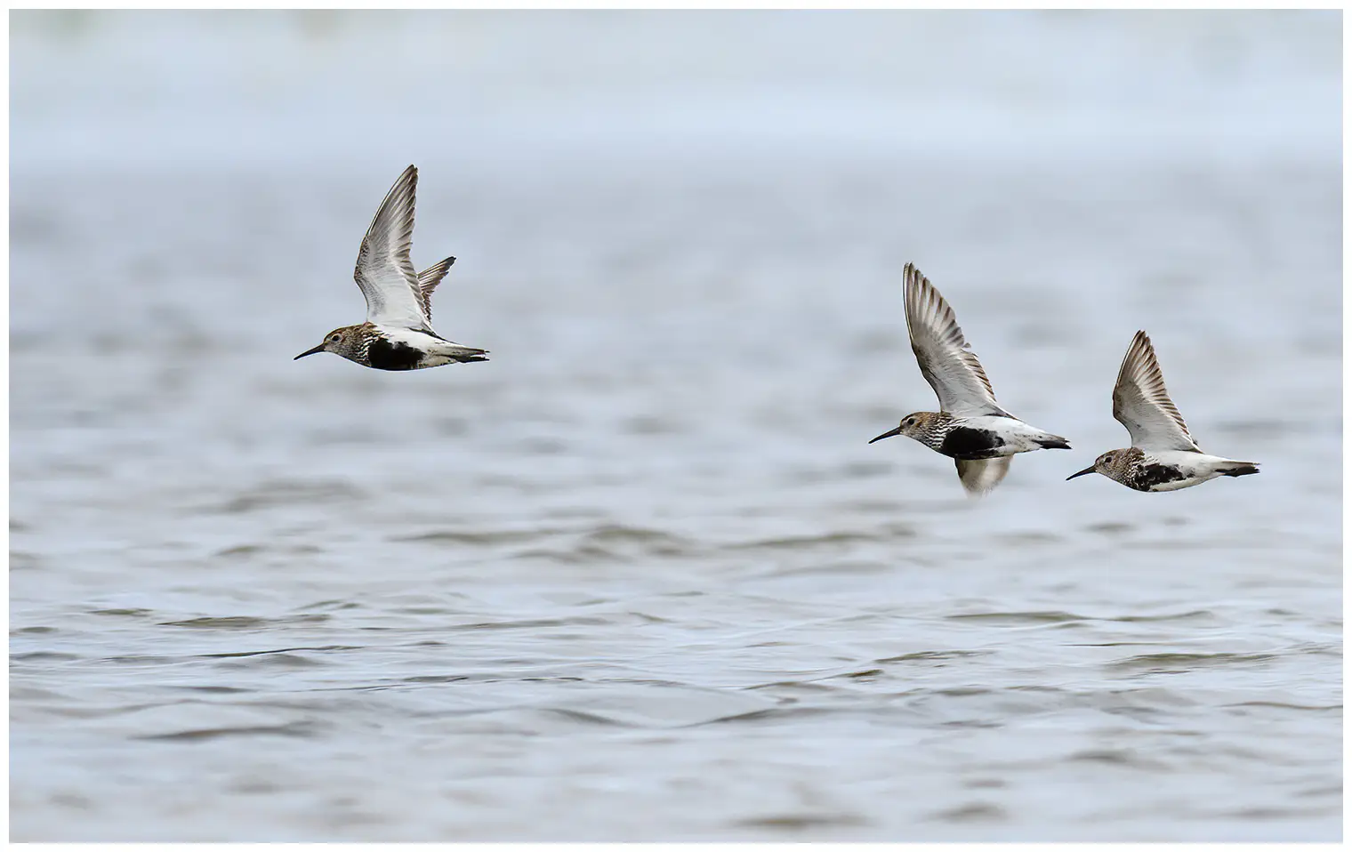 Bécasseau variable