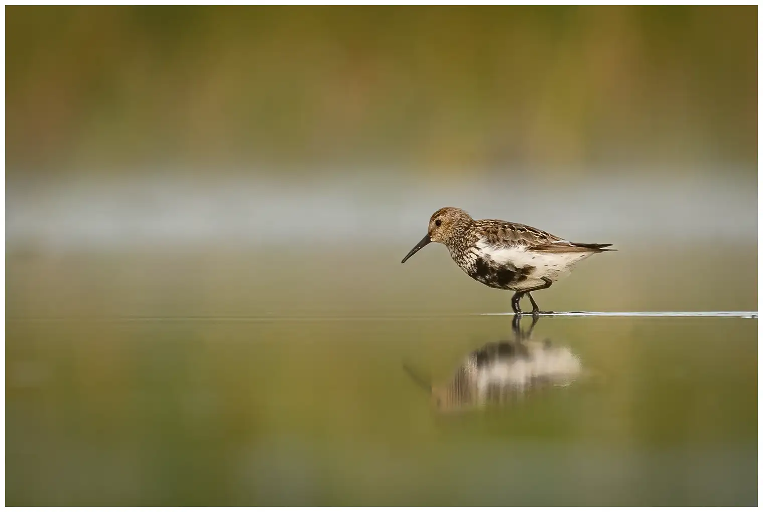 Bécasseau variable