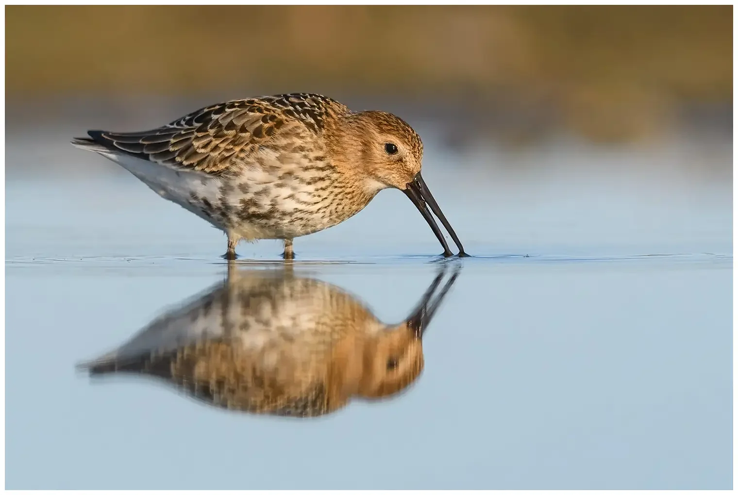 Bécasseau variable