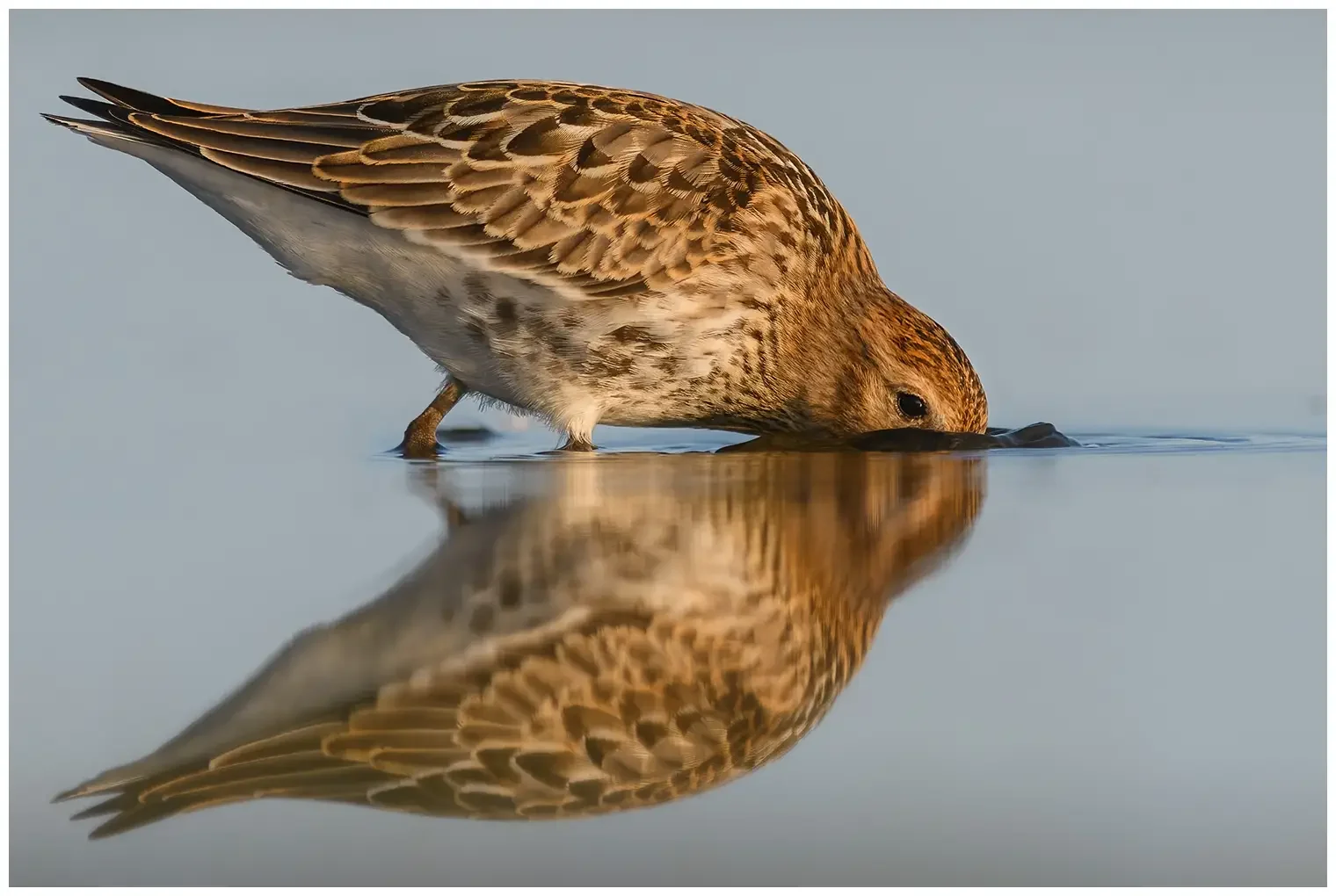 Bécasseau variable