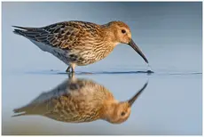 Bécasseau variable