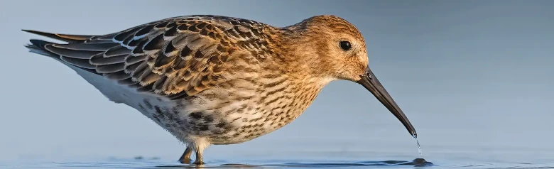 Bécasseau variable
