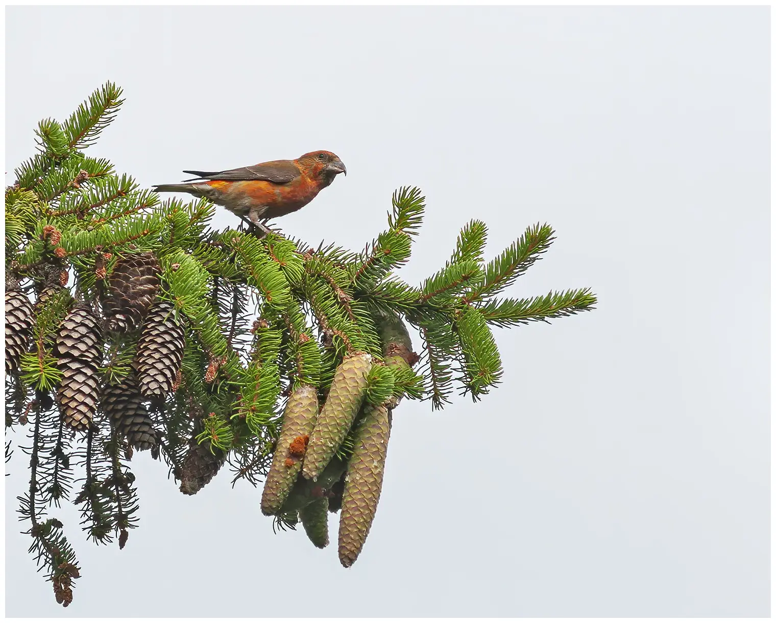 Bec-croisé des sapins