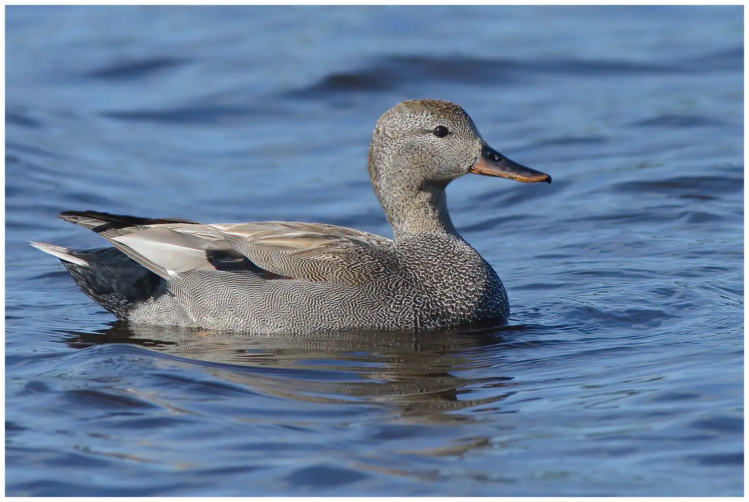 Canard chipeau