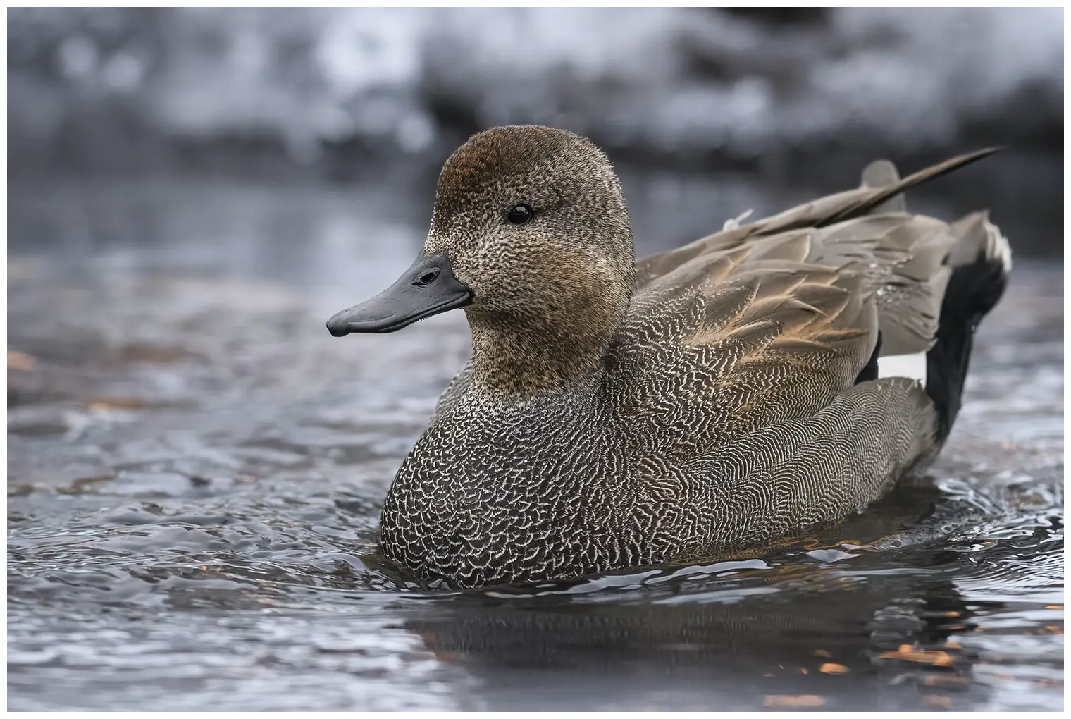 Canard chipeau