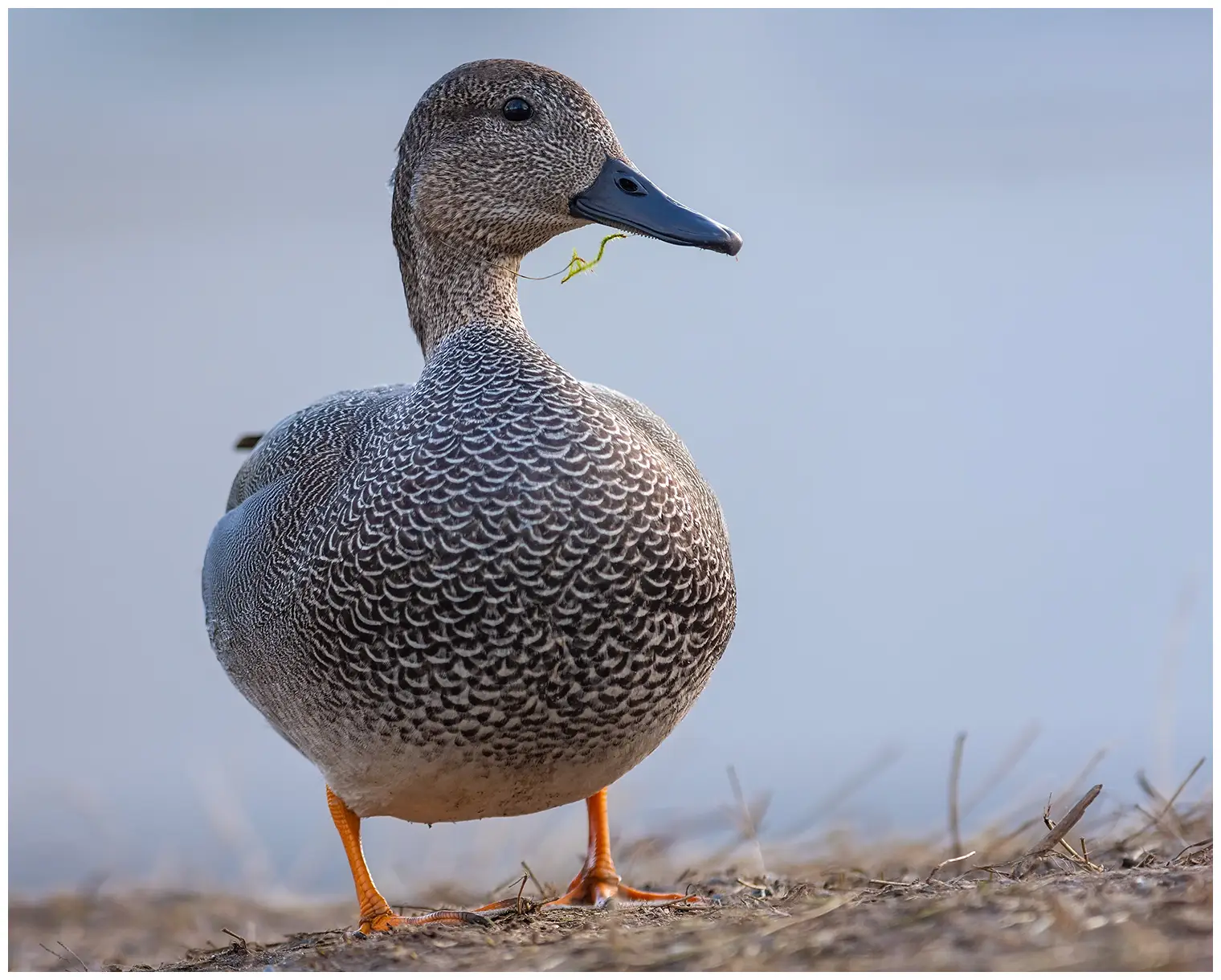 Canard chipeau