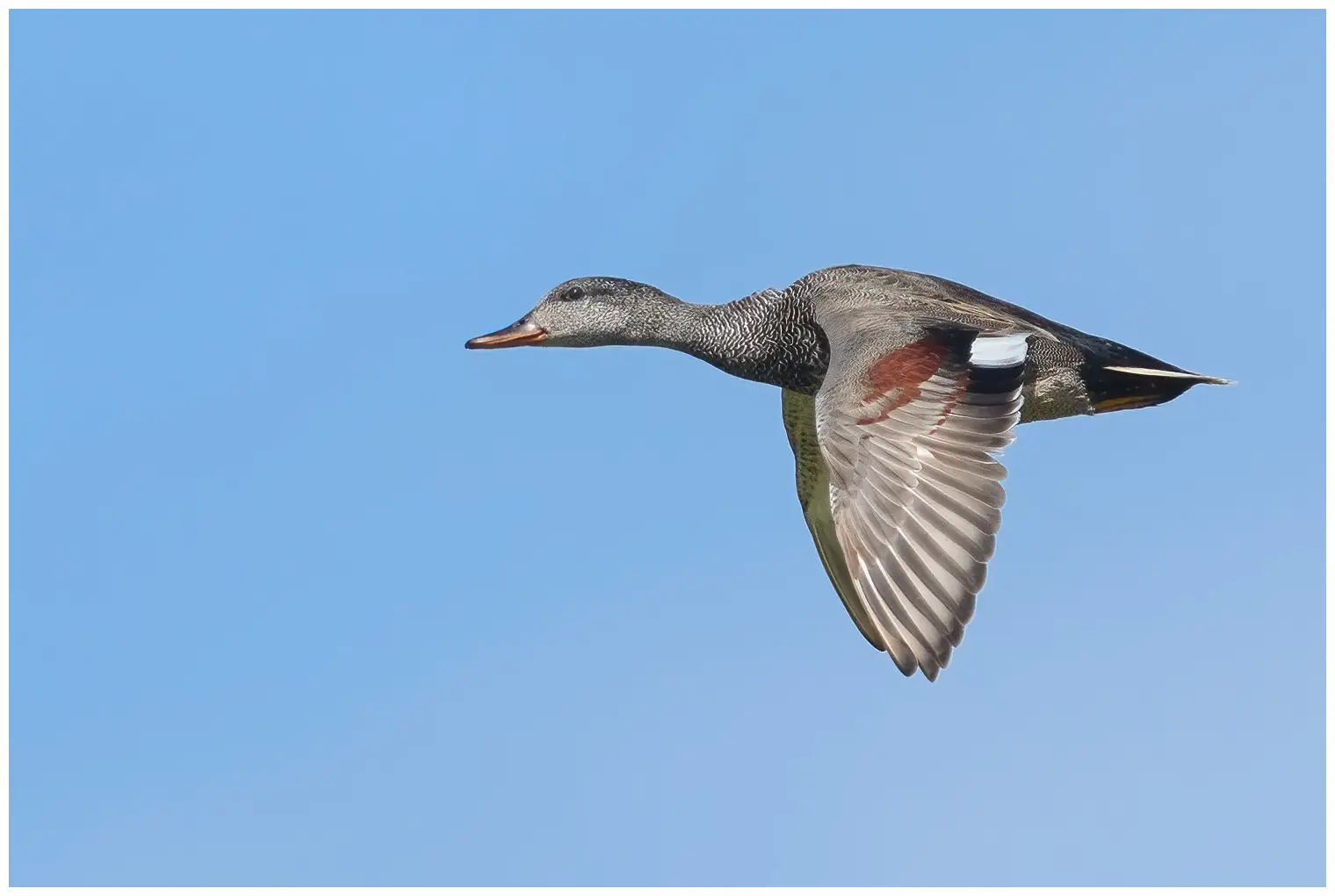 Canard chipeau