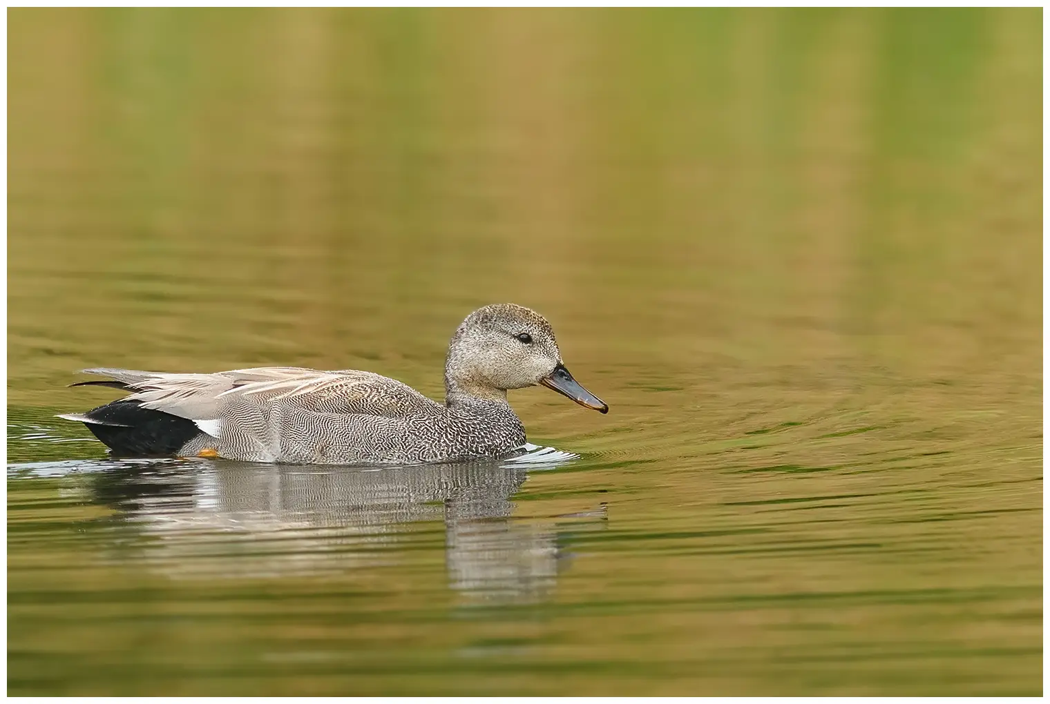Canard chipeau