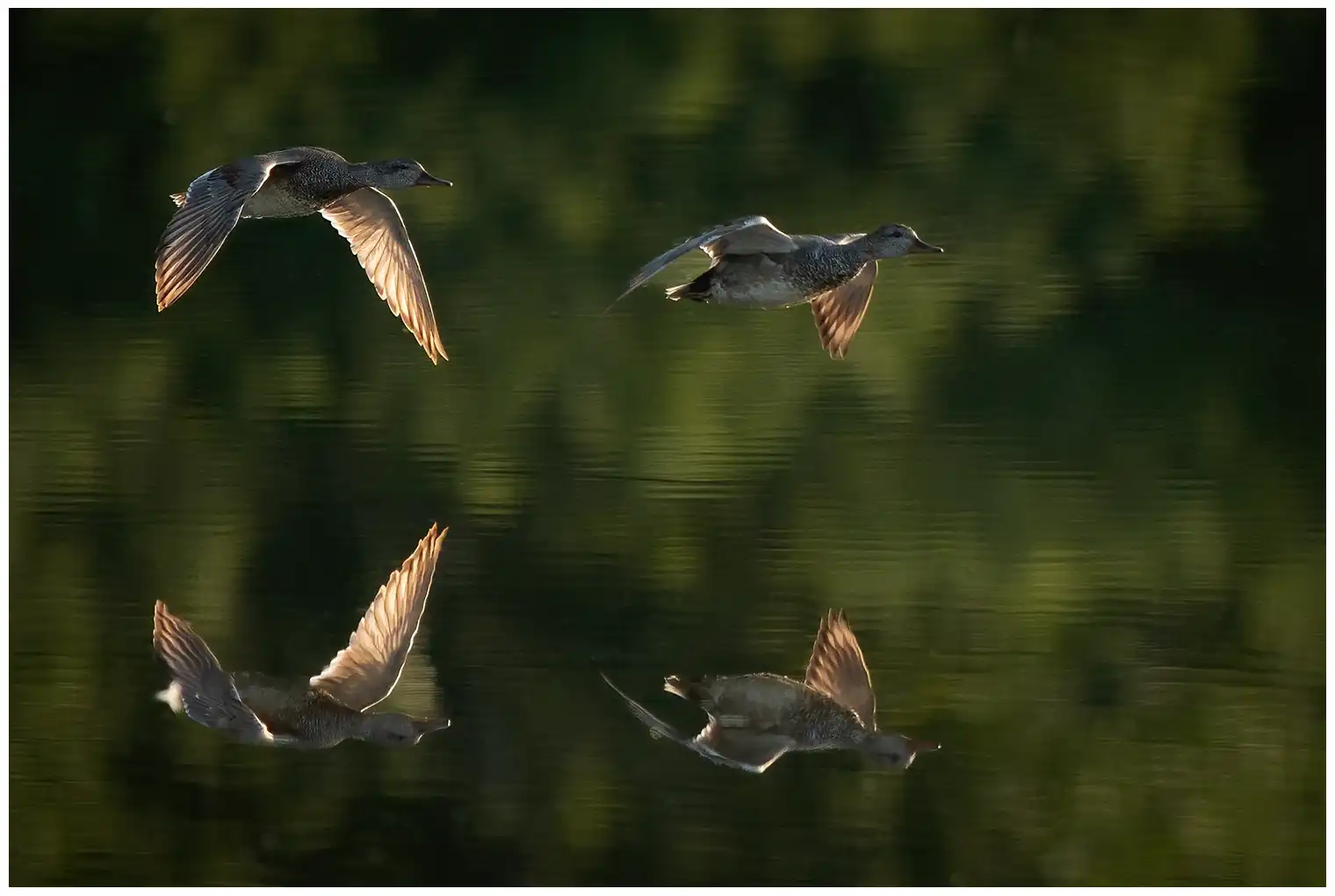 Canard chipeau