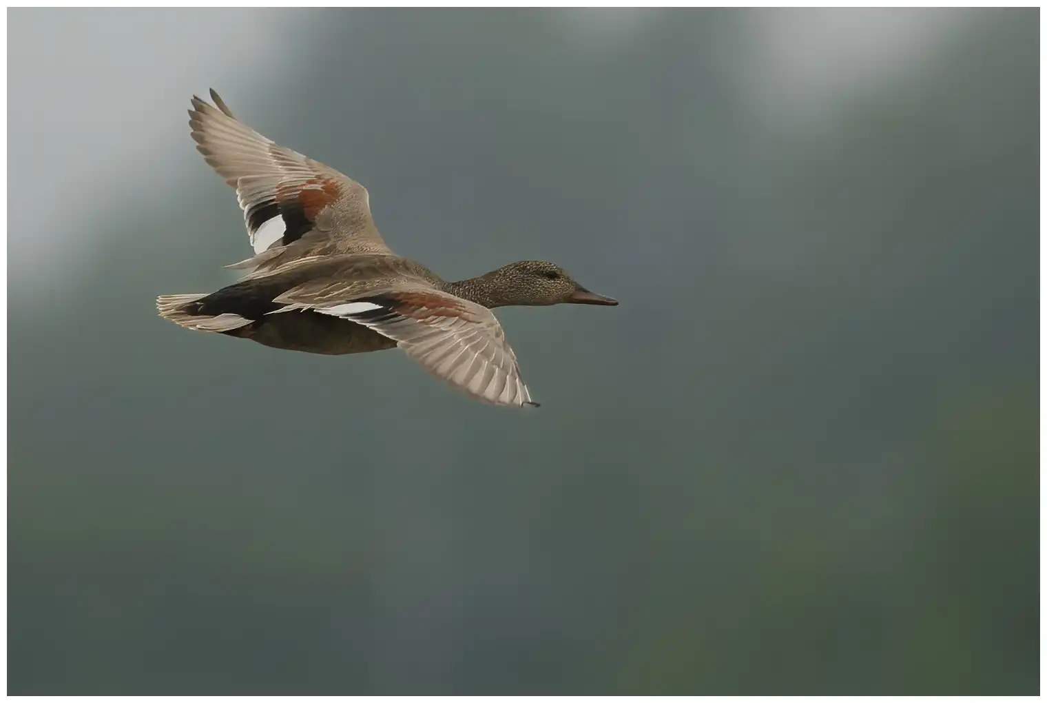 Canard chipeau