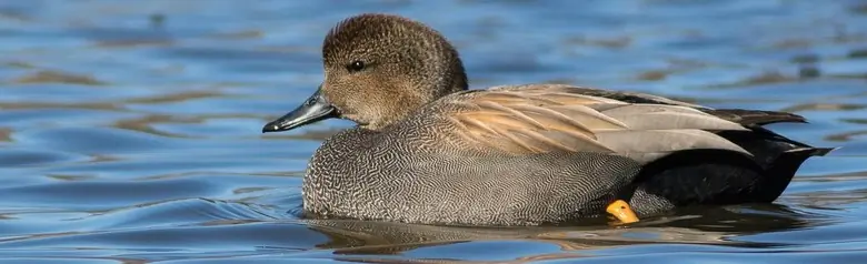 Un canard chipeau sur l'eau. Le plumage présente de fins motifs brunâtres et grisâtres.