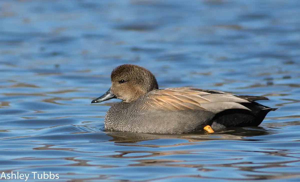 Un canard chipeau sur l'eau. Le plumage présente de fins motifs brunâtres et grisâtres.