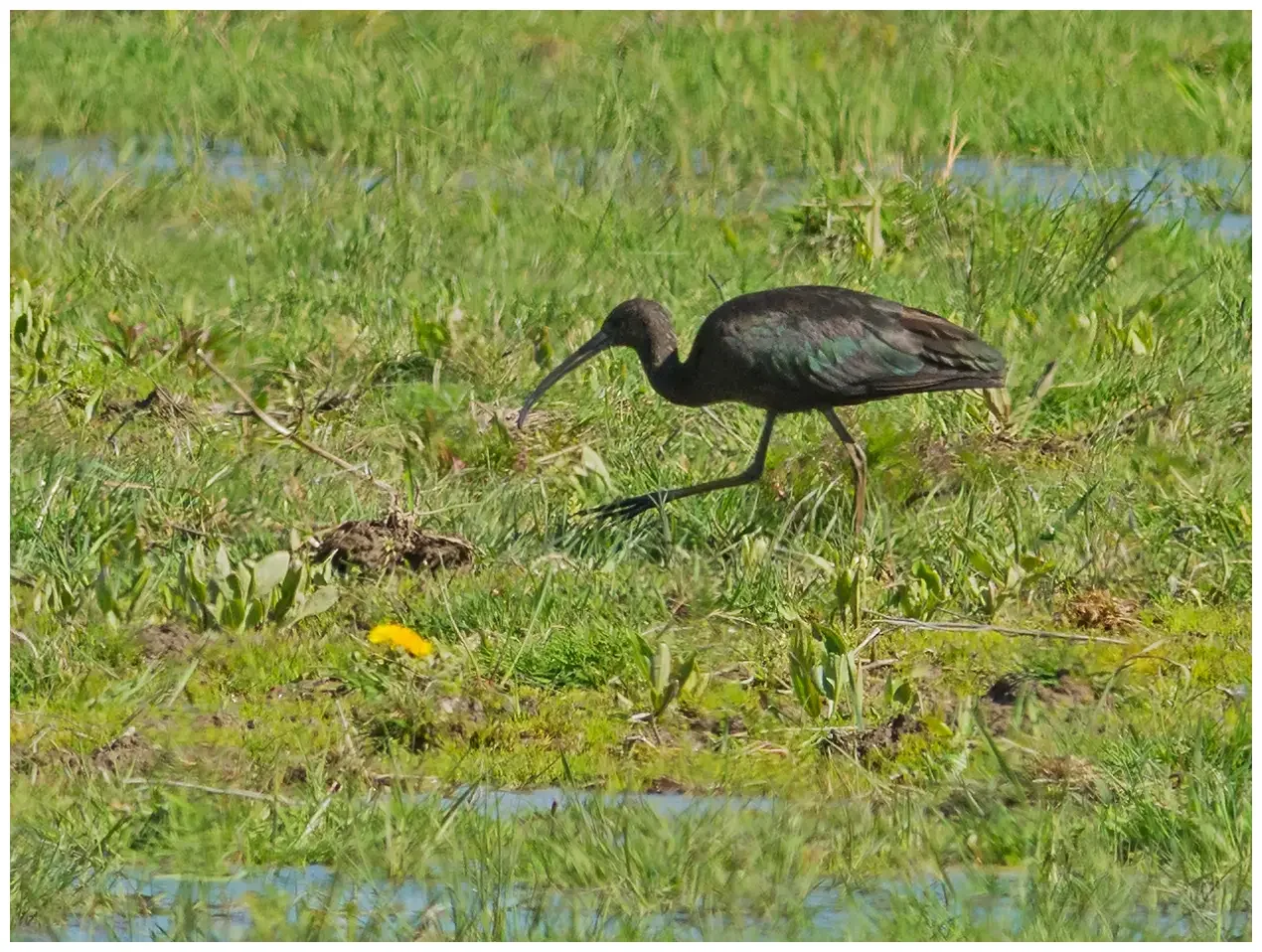 Ibis falcinelle