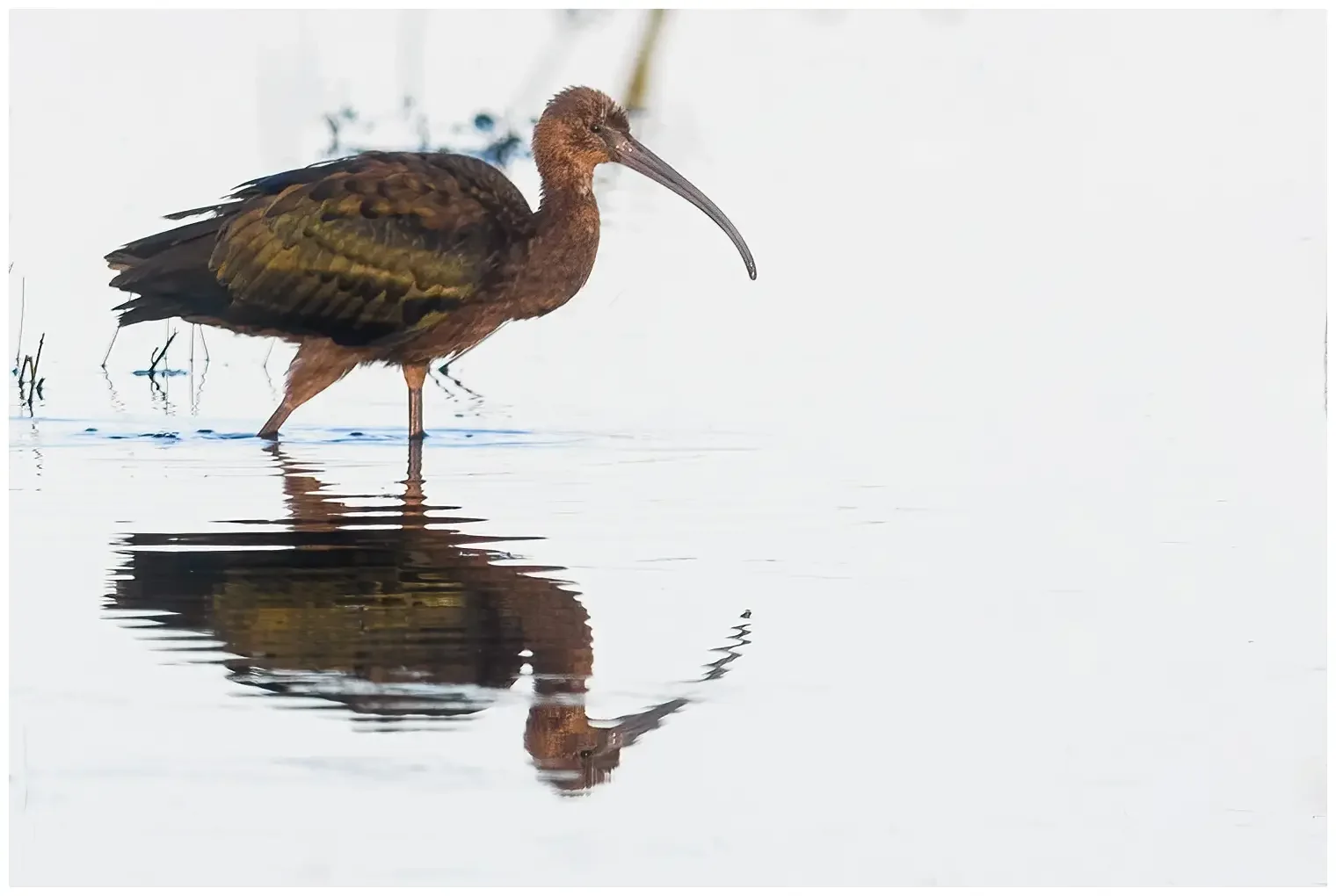 Ibis falcinelle